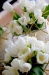 flowers3.jpg