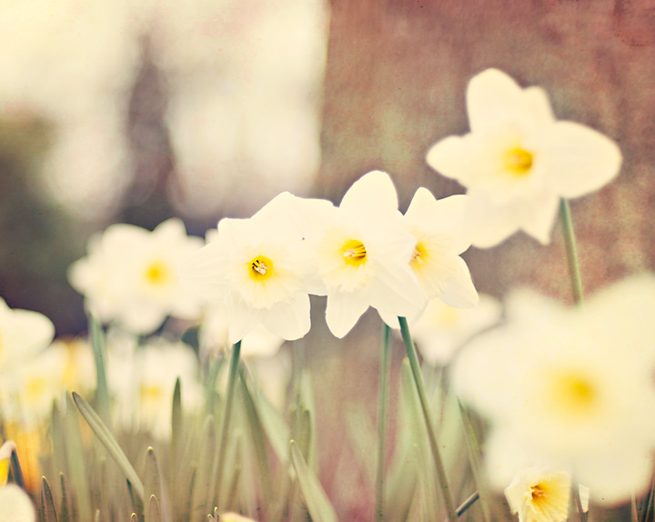 daffodils-blog.jpg