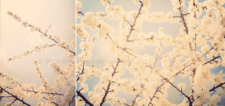Blossoms blog