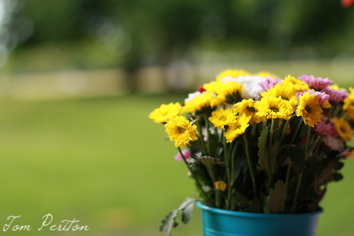 Flowers blog