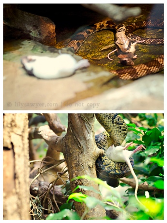 Snake mouse blog
