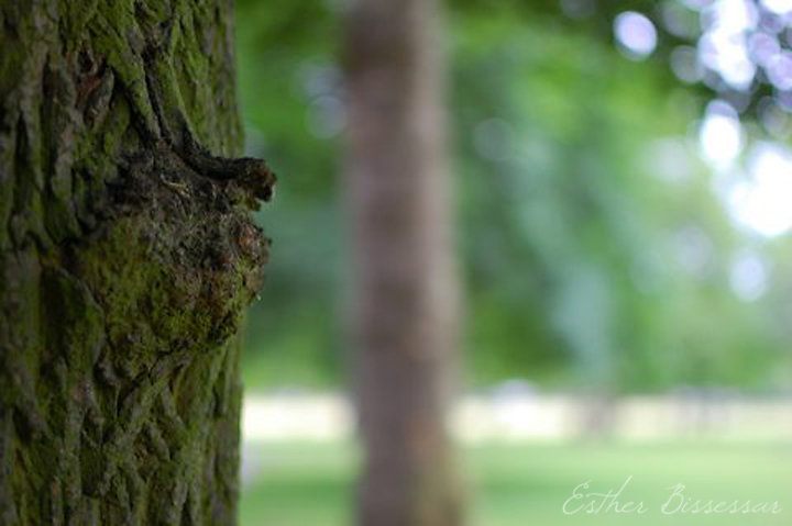 Tree 1 blog