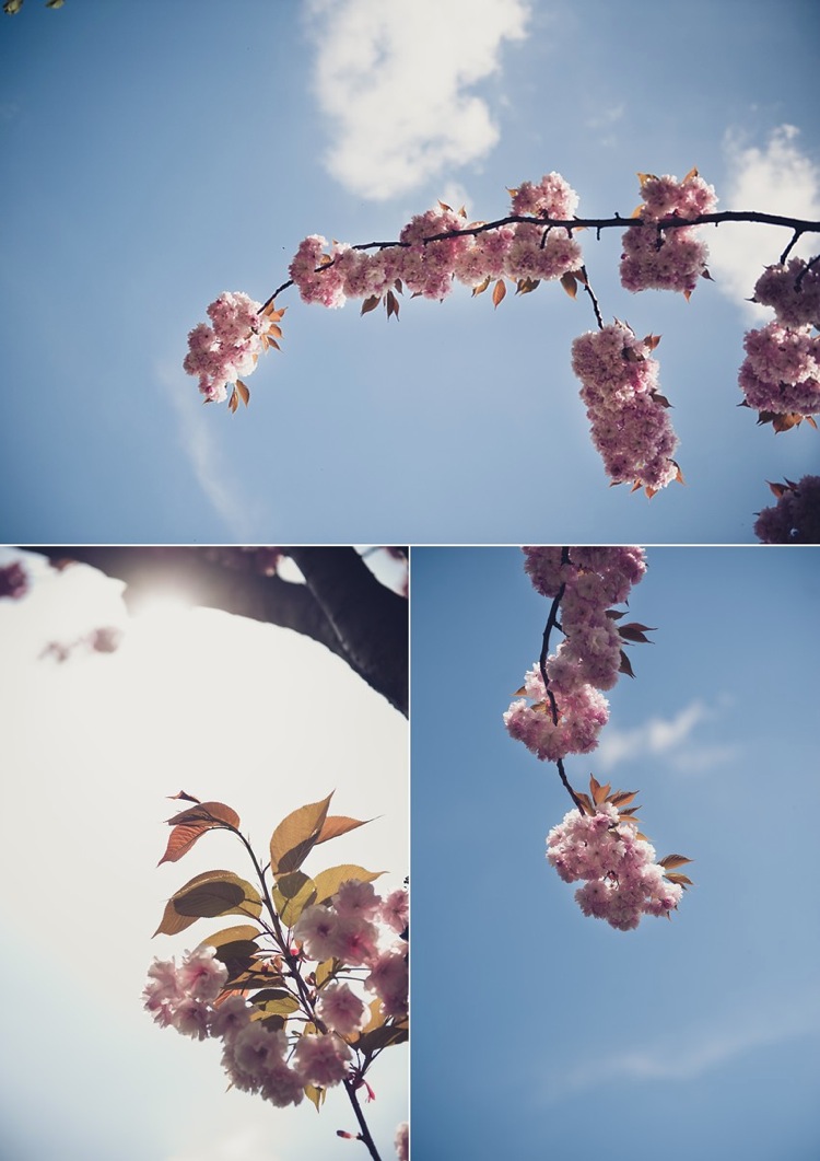 cherry blossoms photoshoot victoria park london photo
